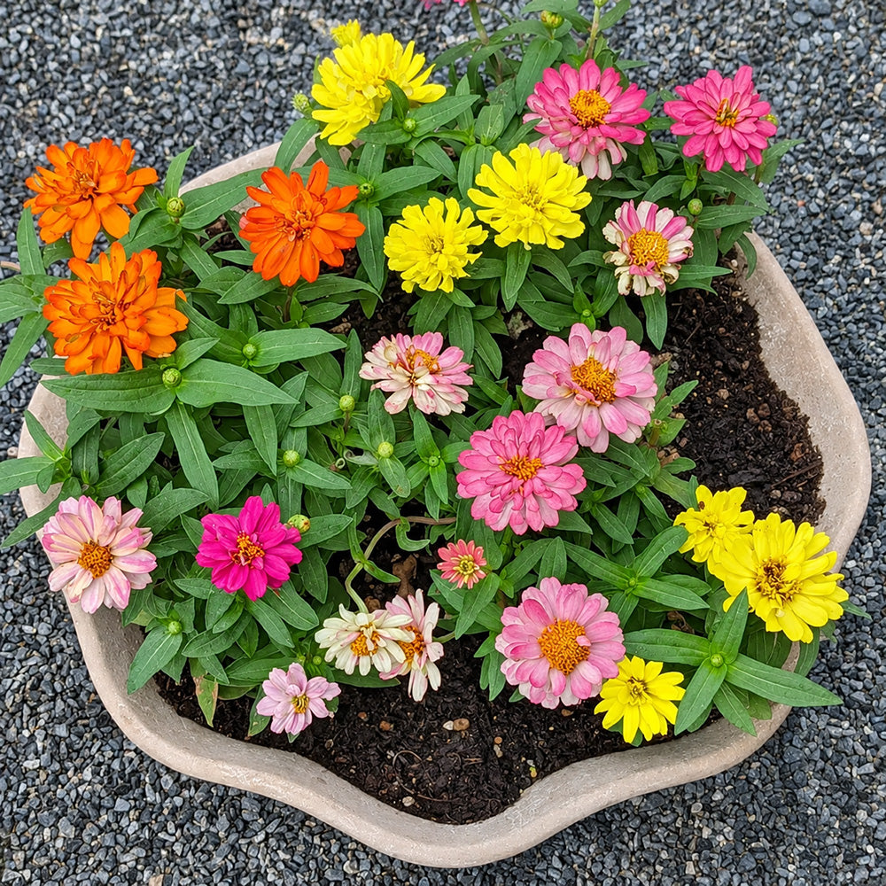 W1342 Dwarf Double Zinnia Mix