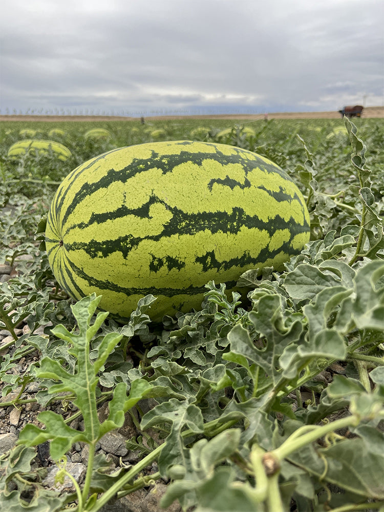 Xiashi No.5 Watermelons