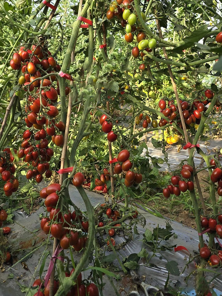 'Вlood Drop' Tomato
