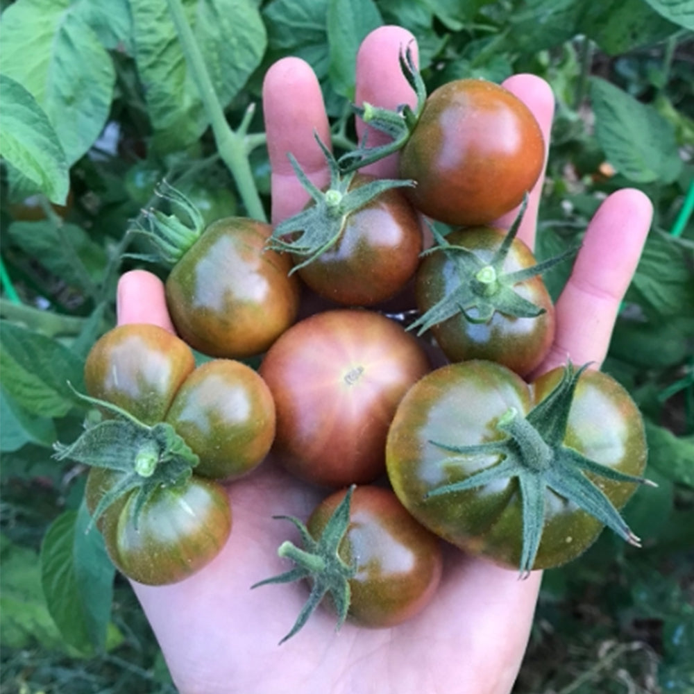 716 KarMa Miracle Tomato