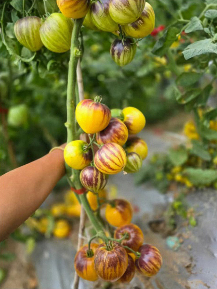 "Rebel Starfighter Kayleigh Anne" Tomatoes