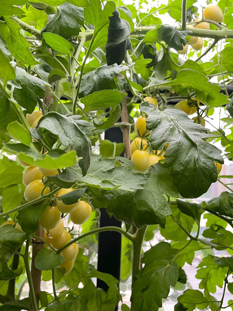 'White Princess F1' Tomato