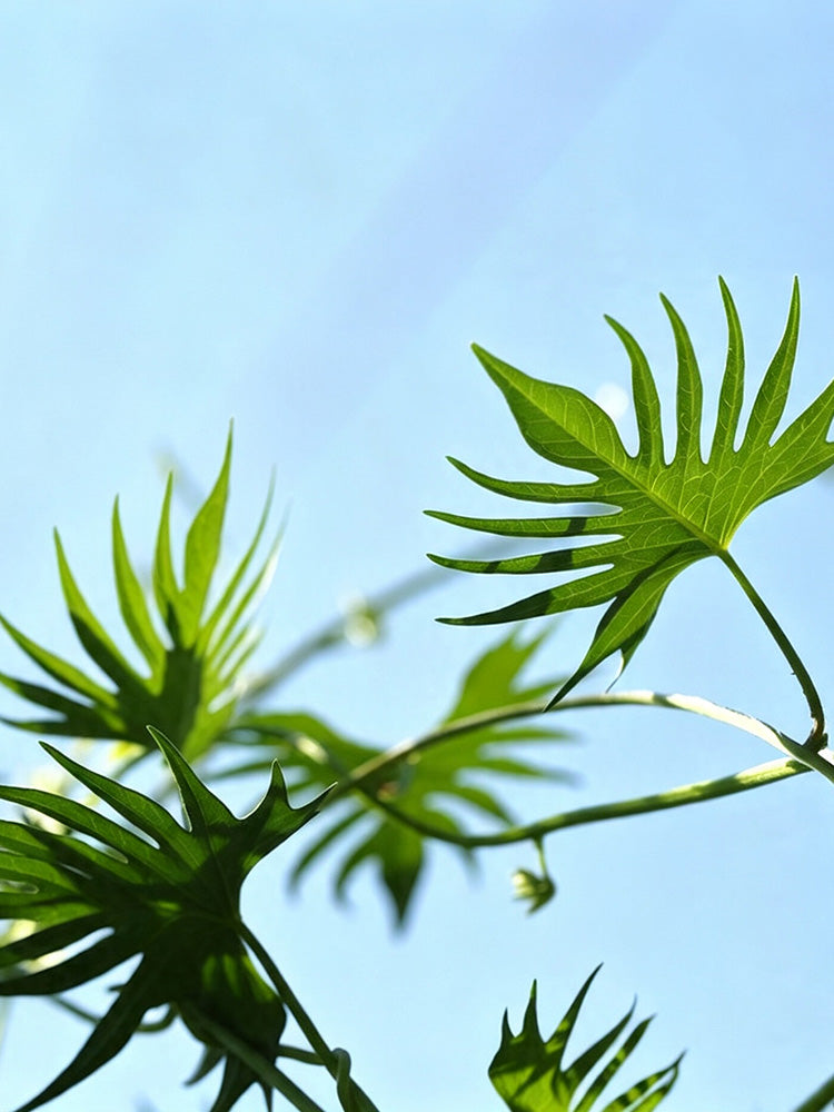 Red Maple Leaf Cypress Vine
