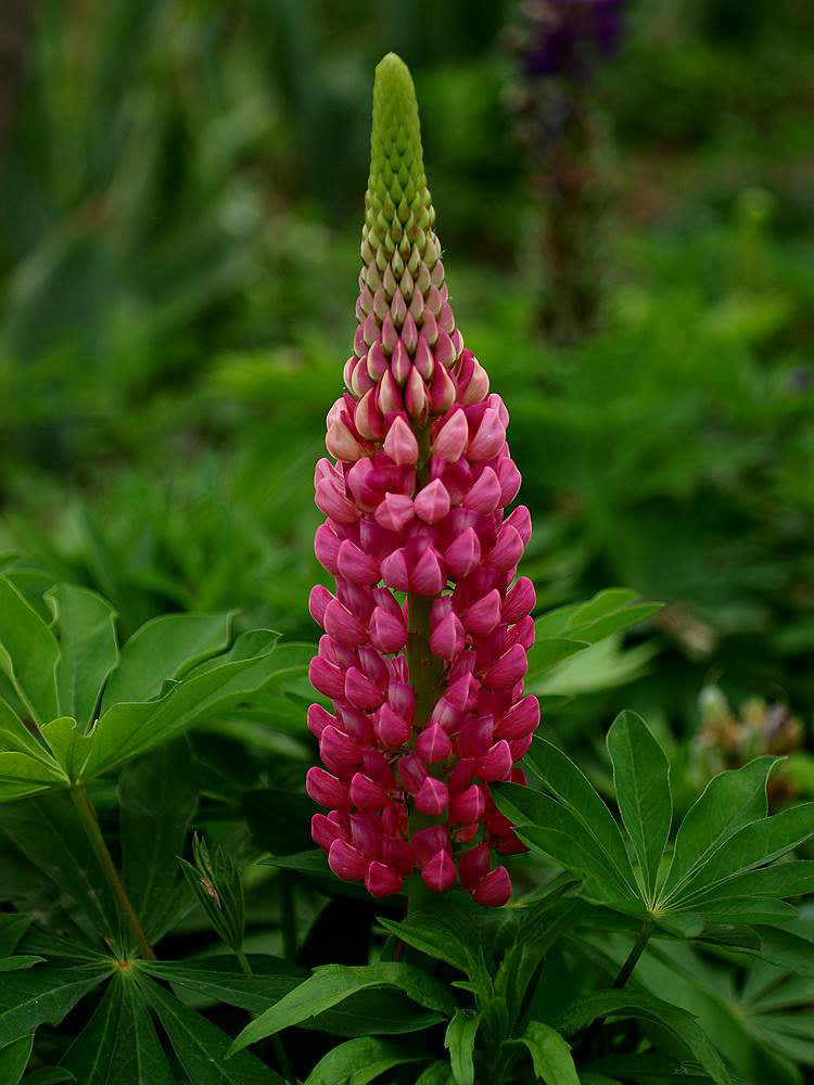 Red Lupin