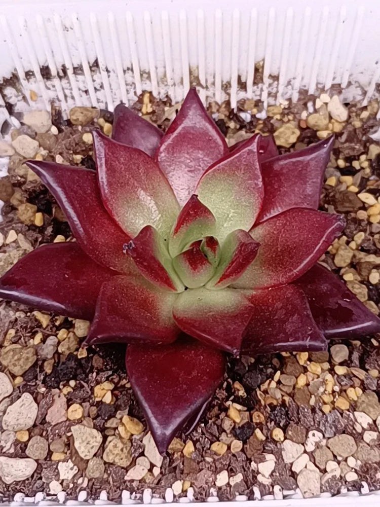 Echeveria cv. 'Robin'