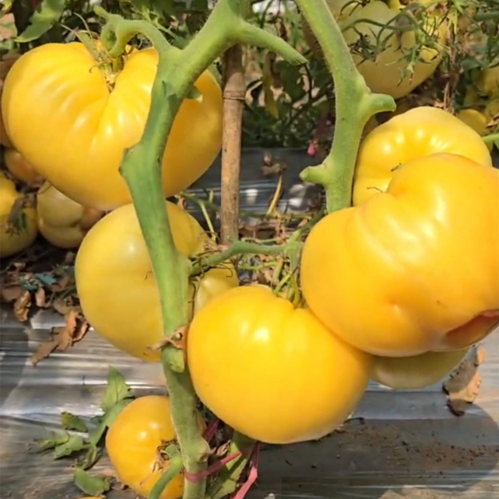 843 Cream Oxheart Tomato
