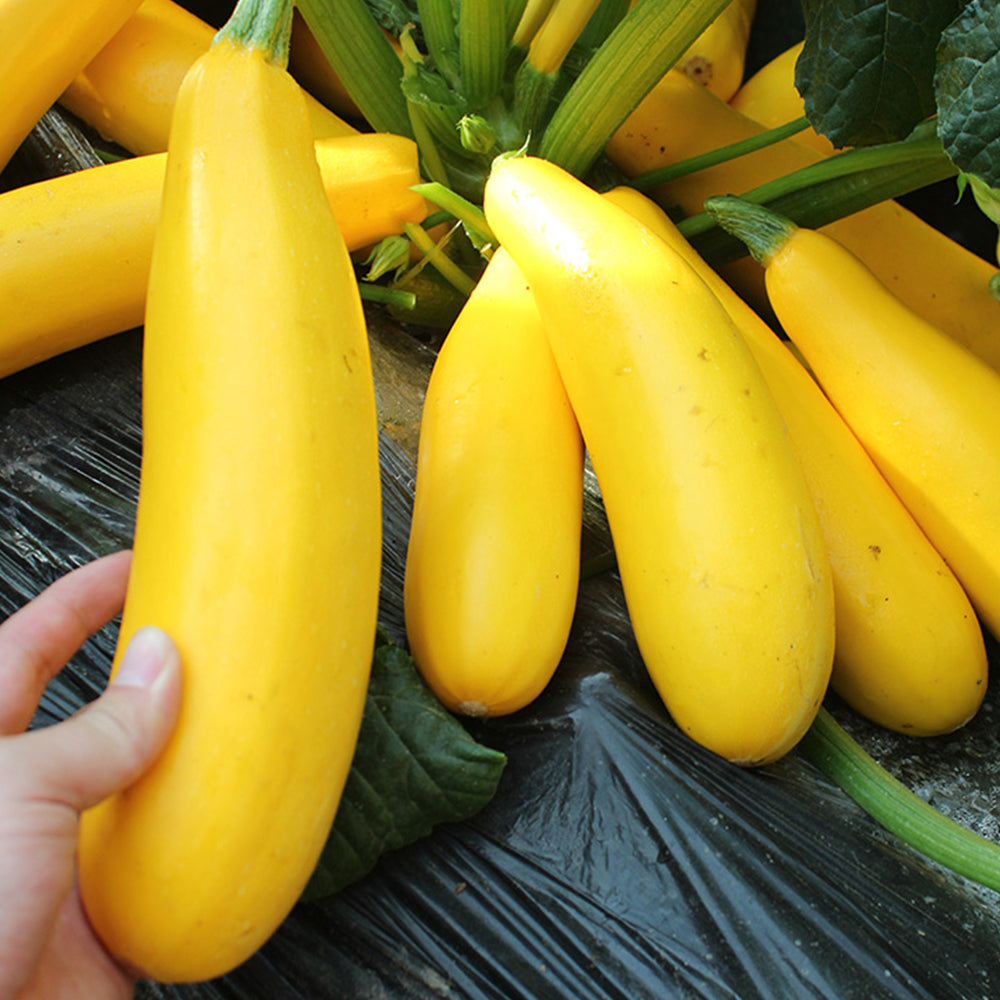 5 Bags (10 Seeds / Bag) of Yellow Zucchini Seeds, 'Yellow Banana' series