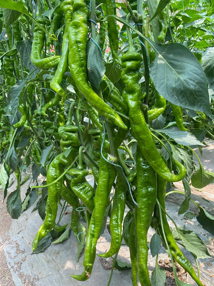 Screw Pepper No. 1209