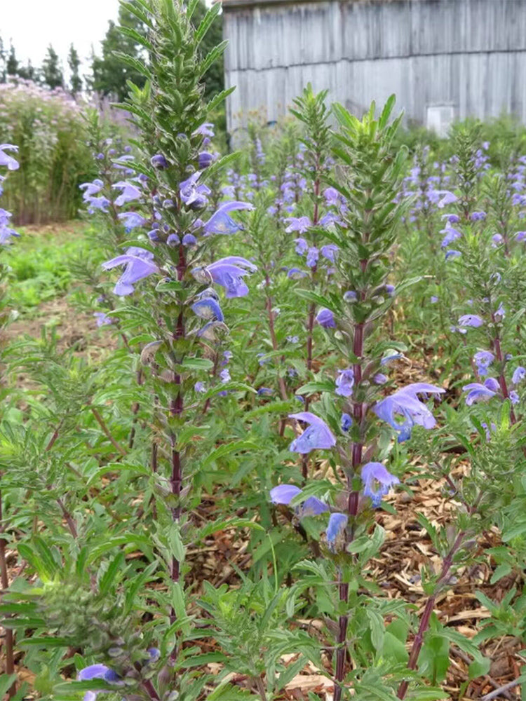 Mountain Mint