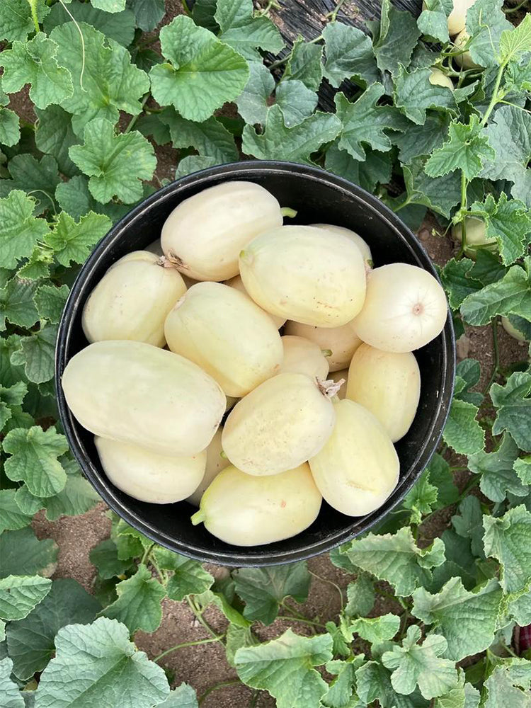 Qingzhou Silver Melons