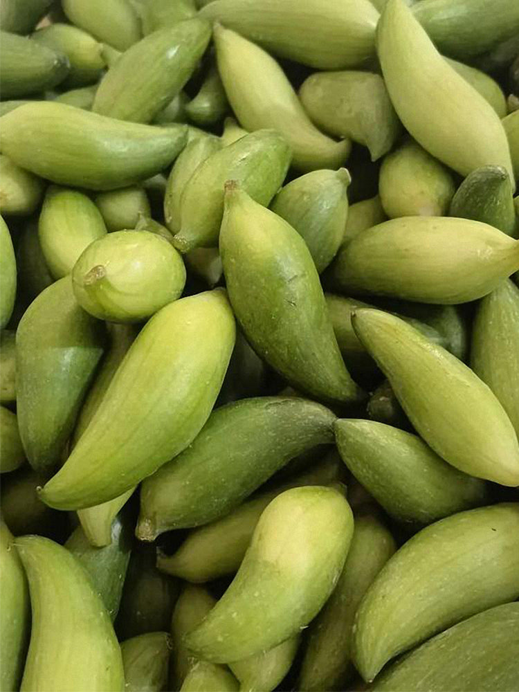 Slipper Gourd (Cyclanthera pedata)