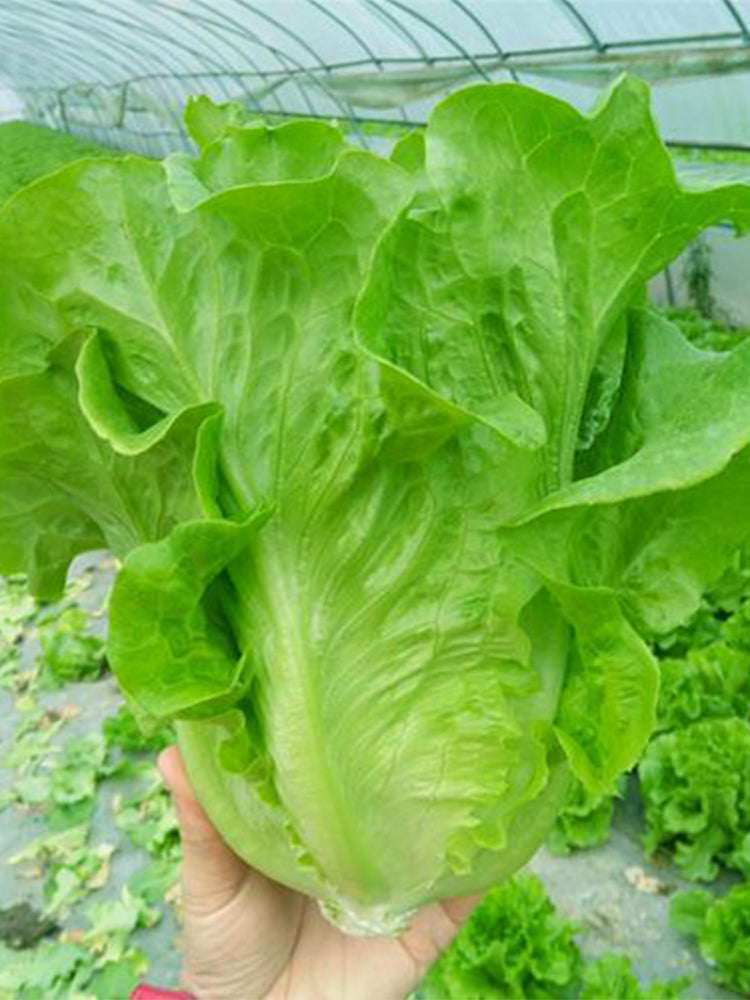 Emerald Crisp' Lettuce (Lactuca sativa L.)