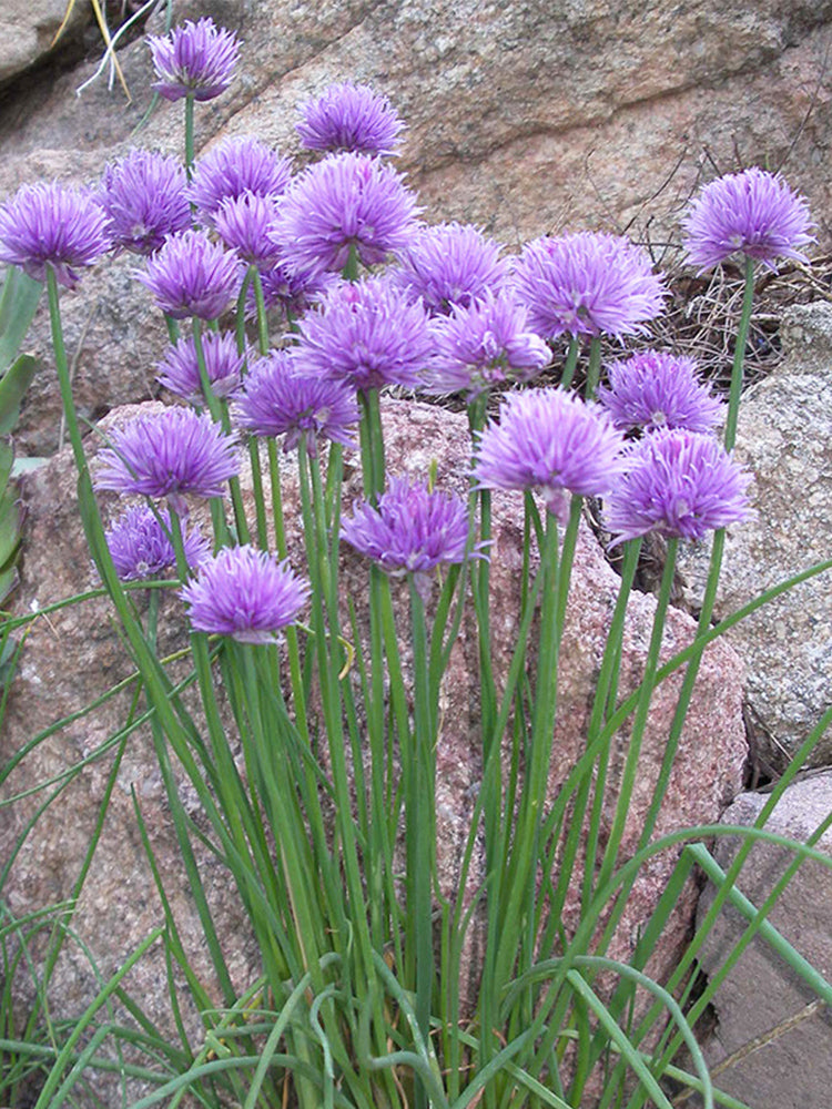 Chives (Allium schoenoprasum)