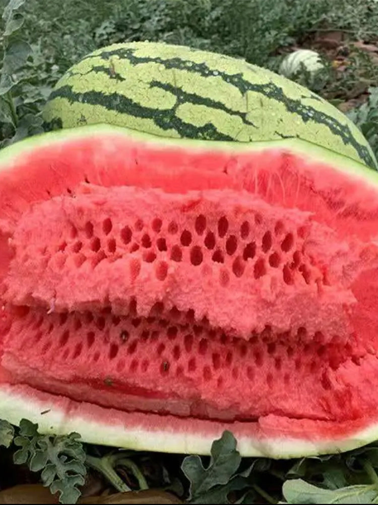 Xiashi No.5 Watermelons