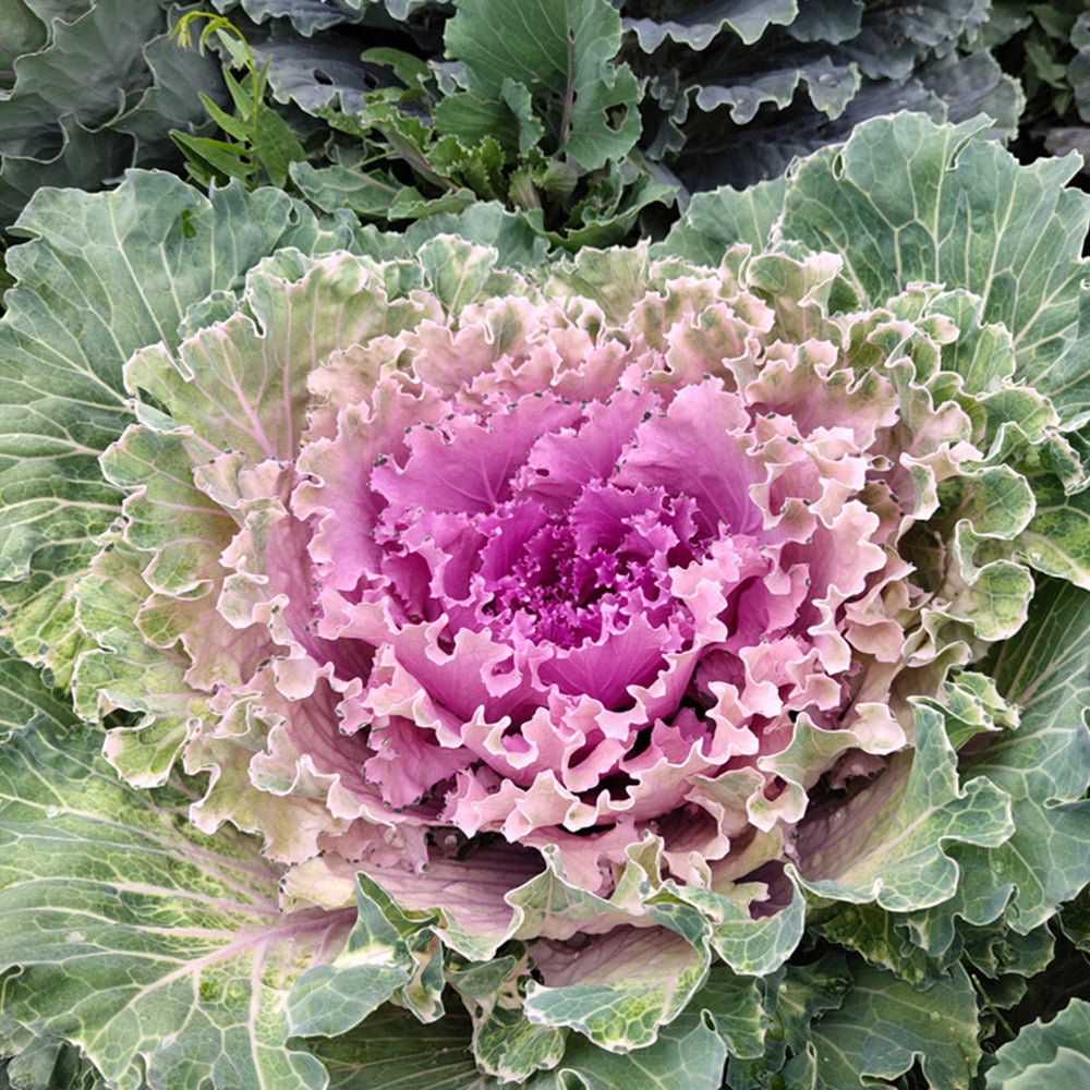 5 Bags (100 Seeds / Bag) of Mixed Kale