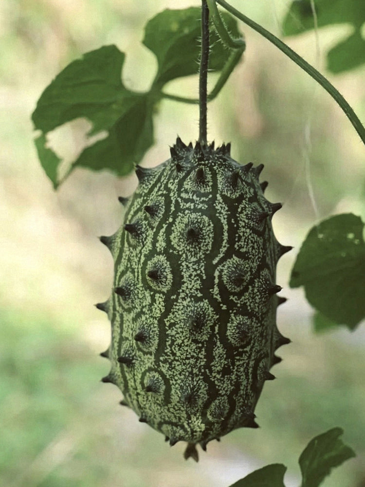 Kiwano Melon