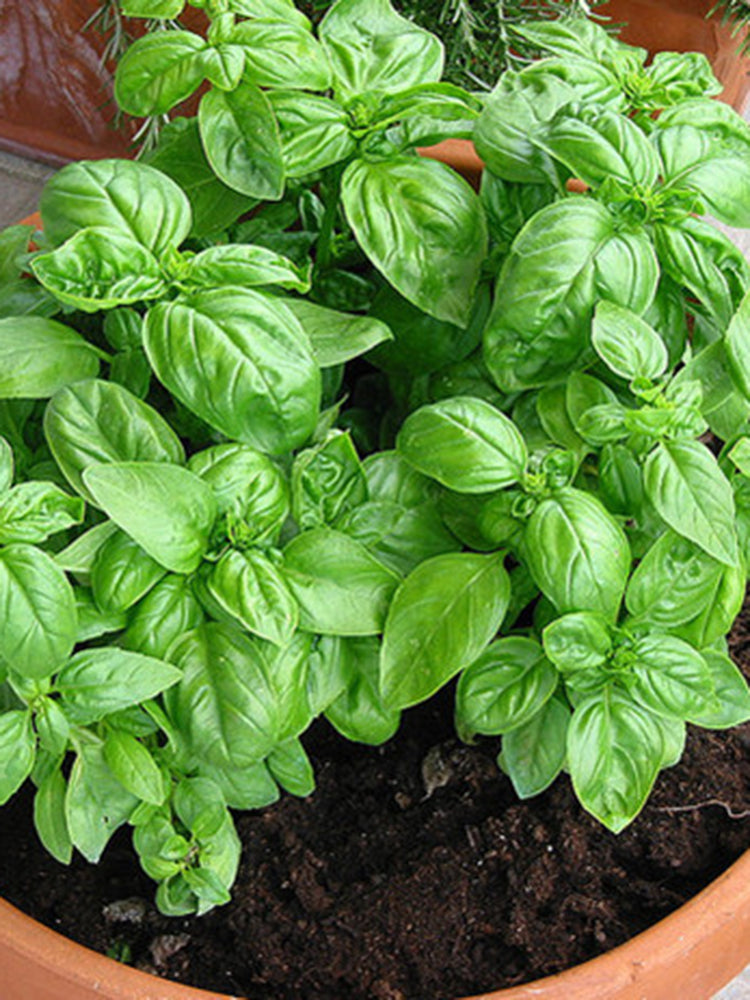 Giant Leaf Basil