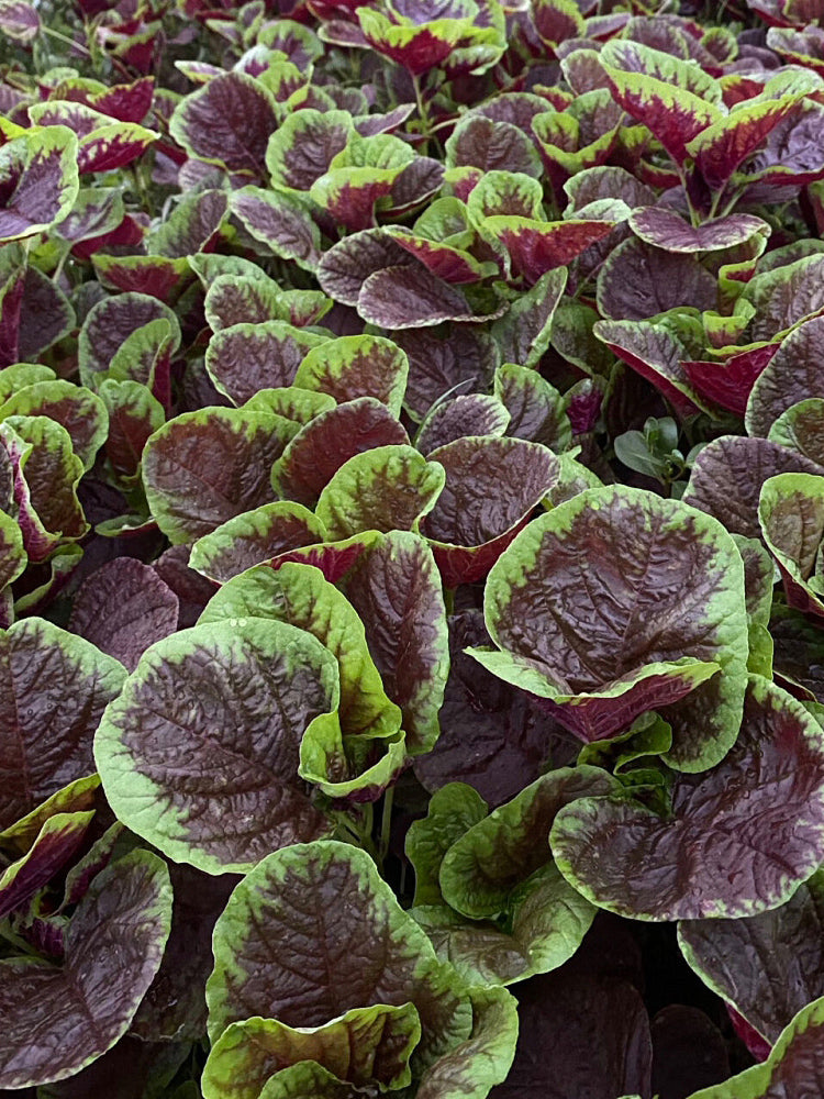 Xishuai Red Amaranth