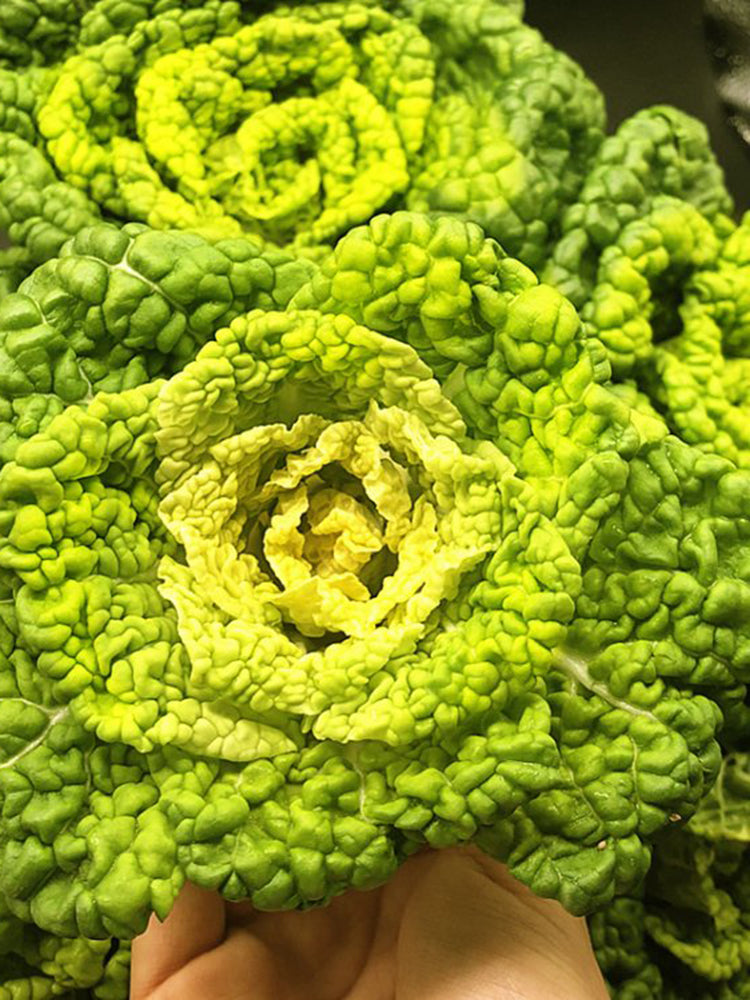 Yellow-Heart Flat Cabbage