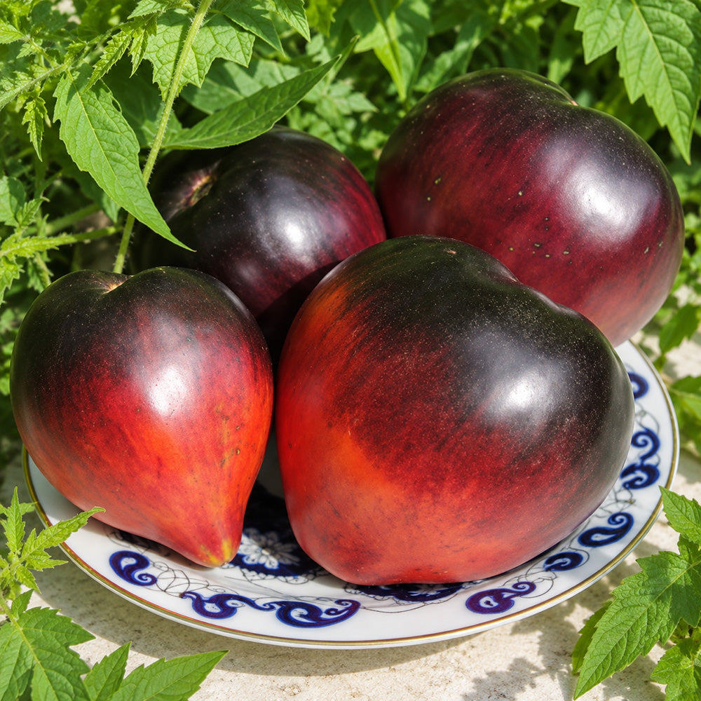 494 Sergeant Pepper Blue Heart Tomato