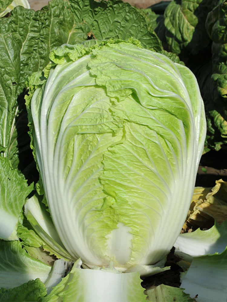 Fengkang 70 Chinese Cabbage