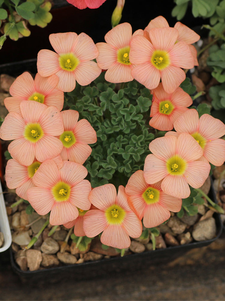 Oxalis obtusa Series Bulb - 'Orange Cream'