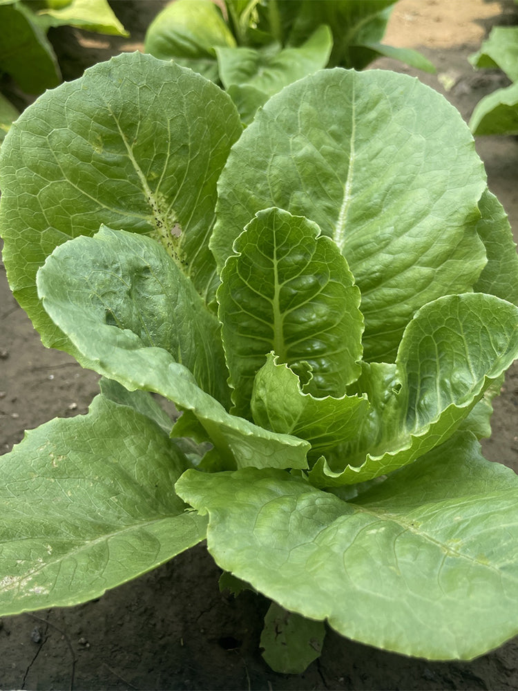 Little Gem Lettuce