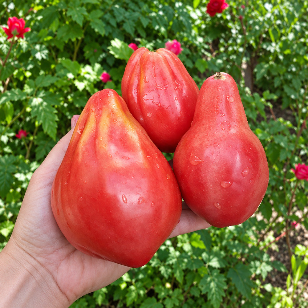 346 Pink Mace Tomato