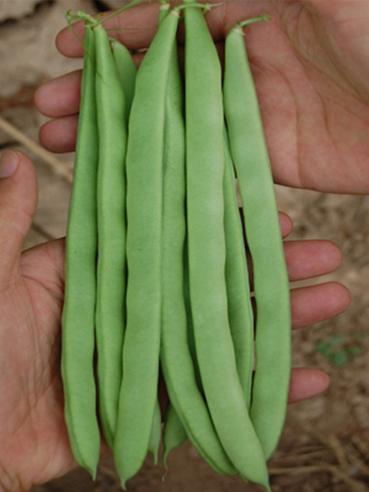 Huajun No.13 Snap Beans