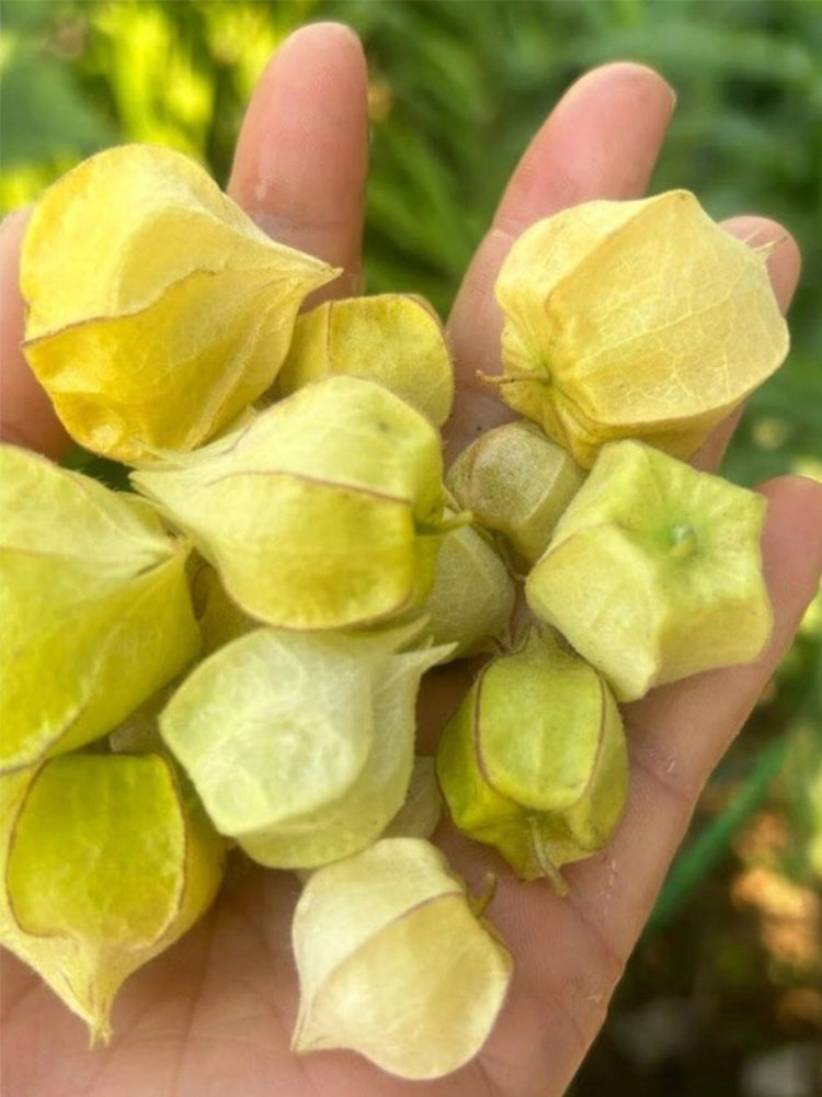 Groundcherry (Physalis pubescens)