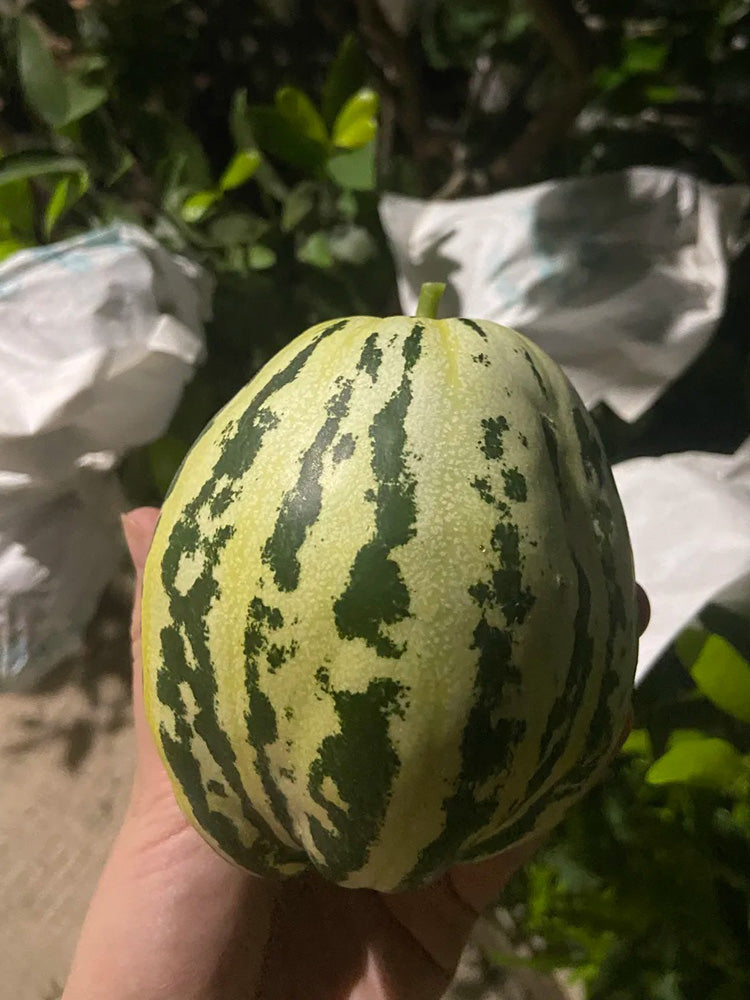 Bingtangzi High-Sugar Melon