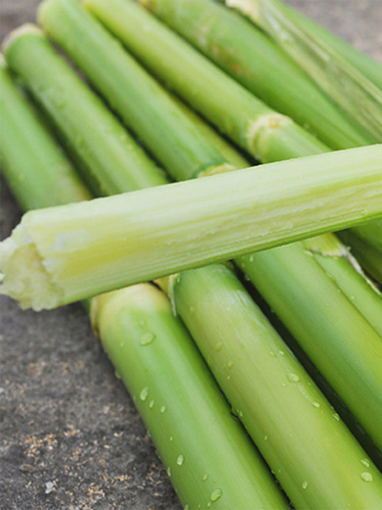 High-Sugar Sweet Sorghum