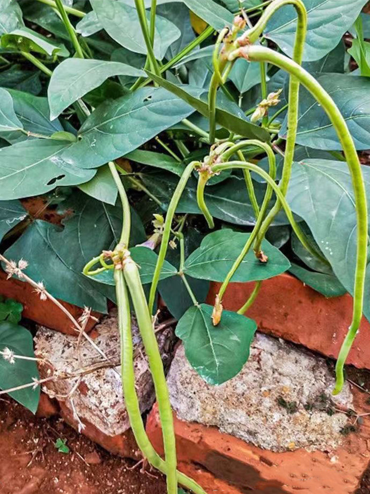 No Trellis Required Yardlong Beans