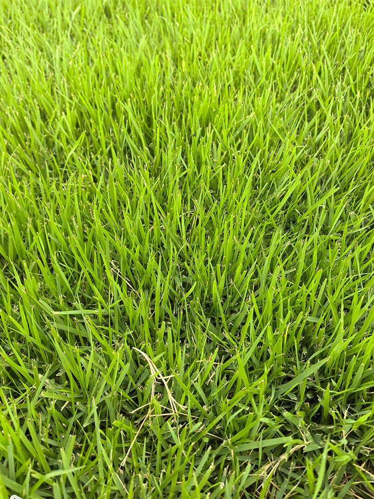 Chinese Zoysia Grass