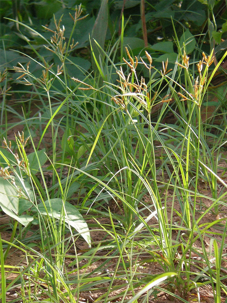 Nutgrass