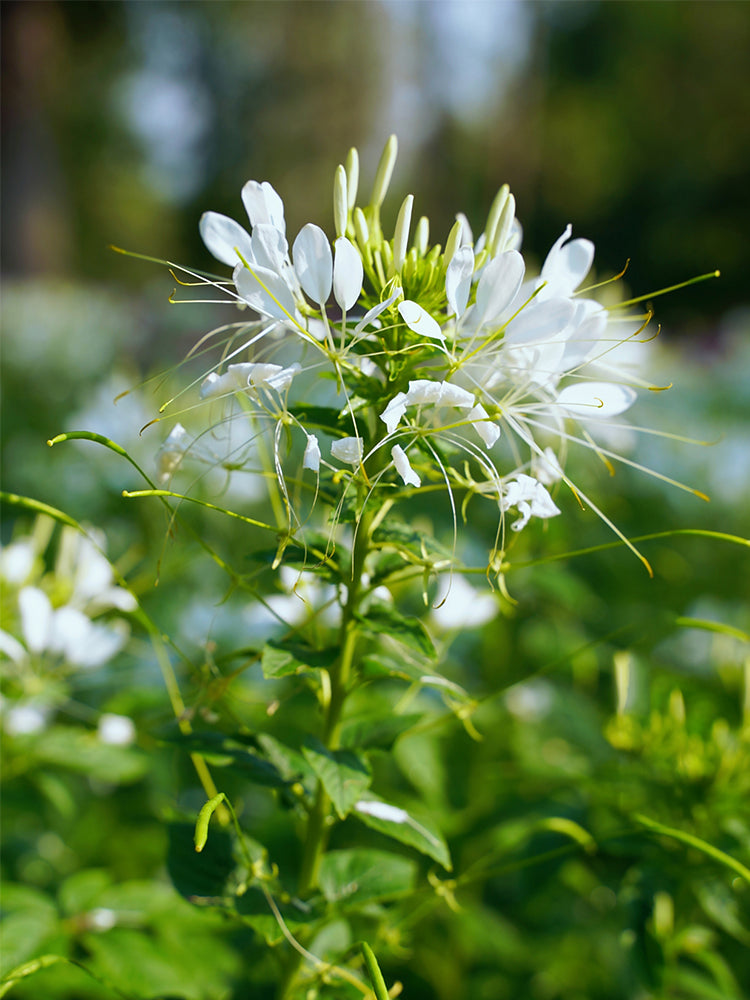 White Spider Flowers (Cleome houtteana)