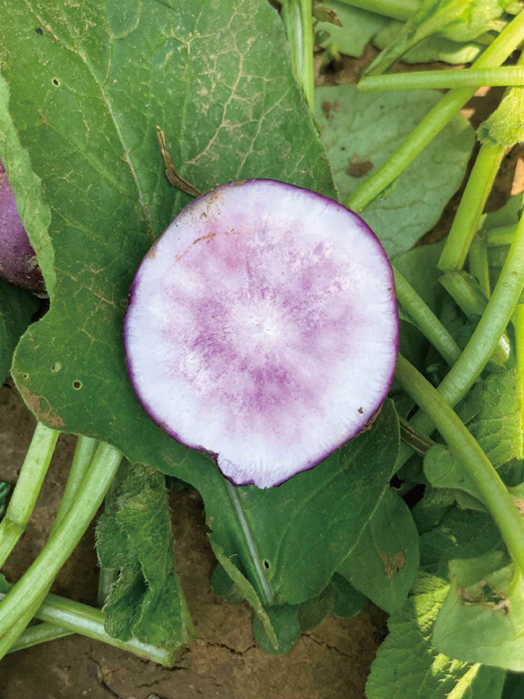 Purple Cherry Radish