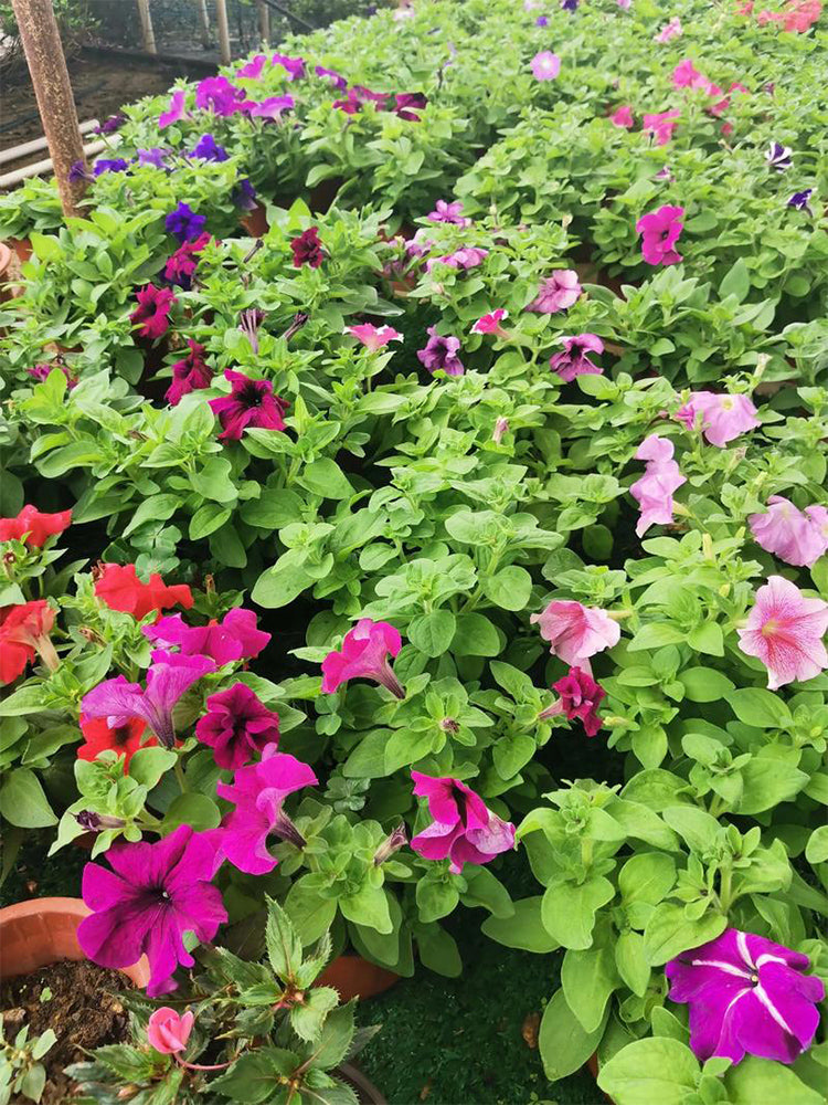 Hezhichun Mixed Color Petunia