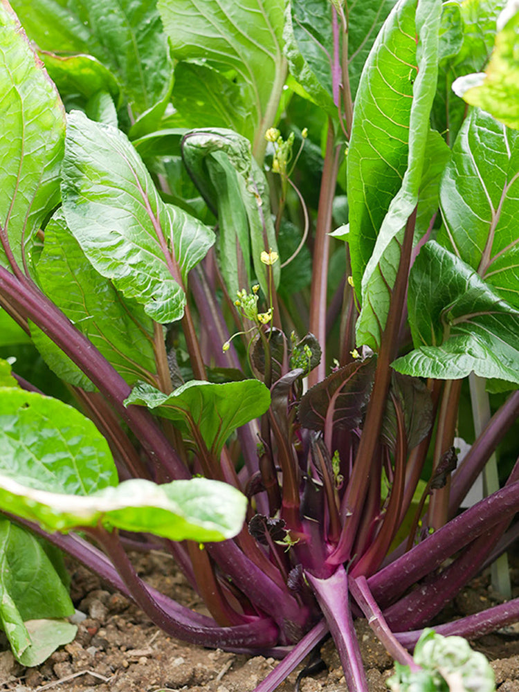 'Bright Red 65' Flowering Stalk
