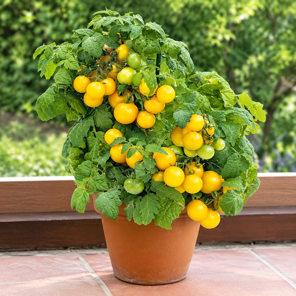 107 Midget Baby Yellow Tomato