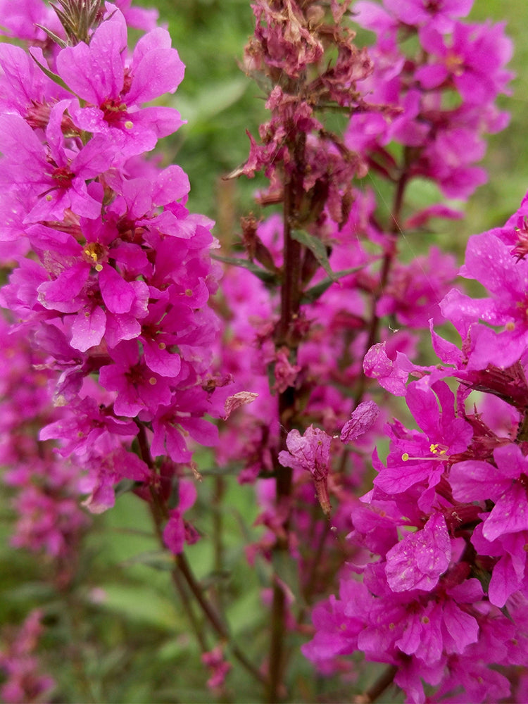 Purple Loosestrife (Lythrum salicaria L.)