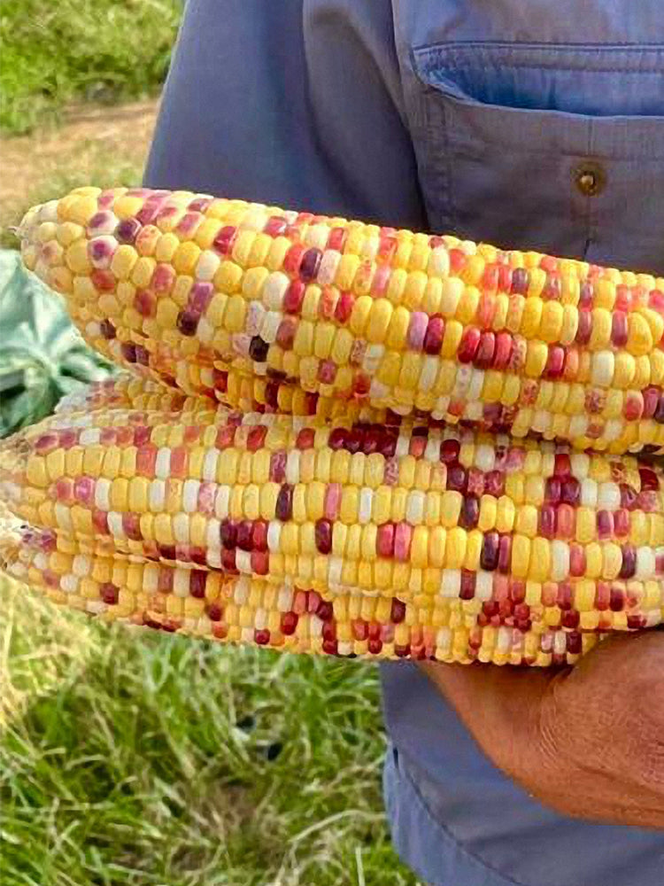Colorful Glutinous Corn