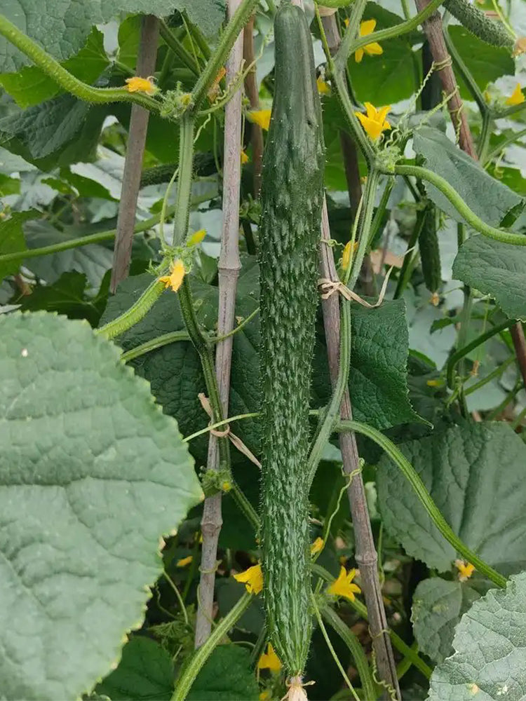 'Emerald Heart' Cucumbers (Cucumis sativus)