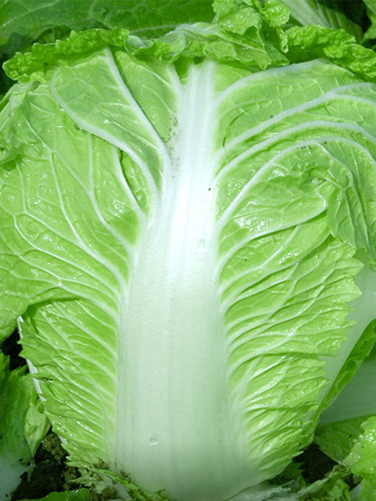 Early-maturing No.5 Chinese Cabbage