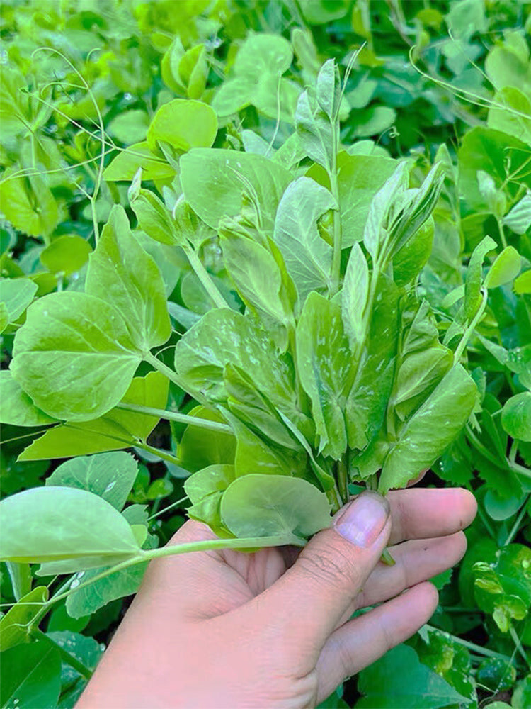 Jiemei Beardless Pea Shoots
