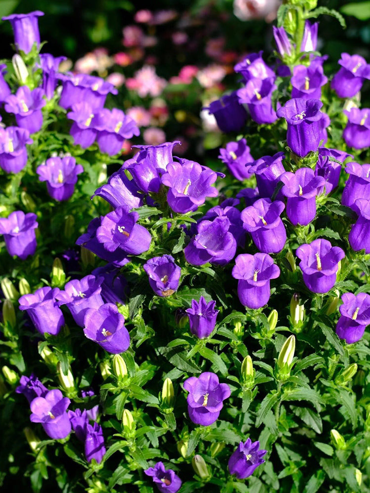 Canterbury Bells, Purple