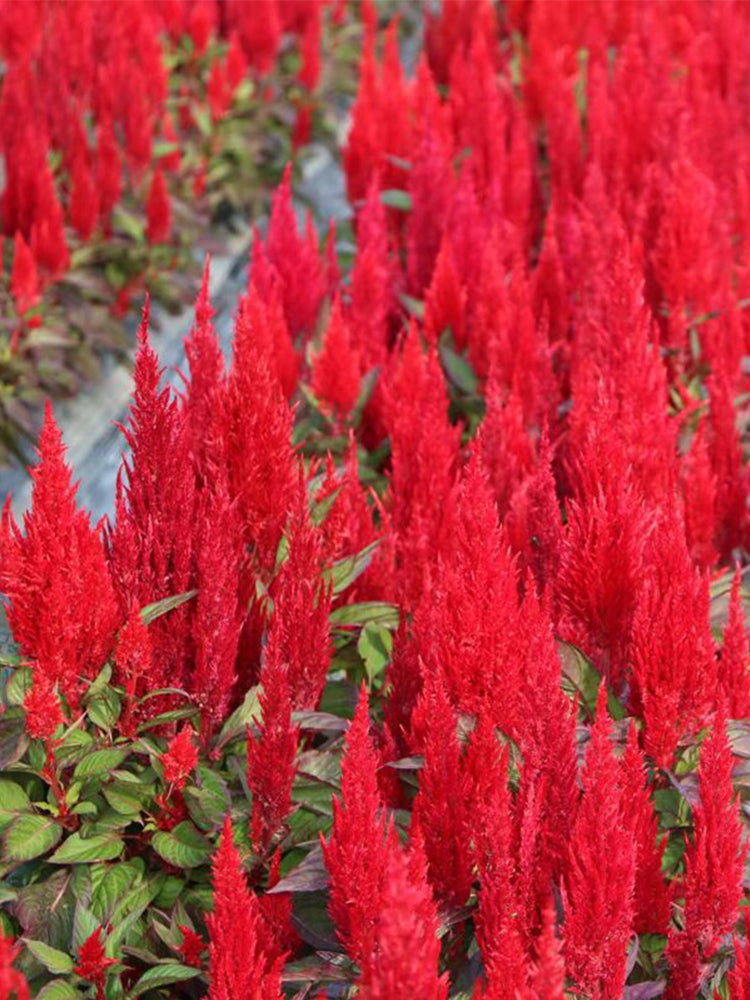 Hezhichun Red Feathered Cockscomb