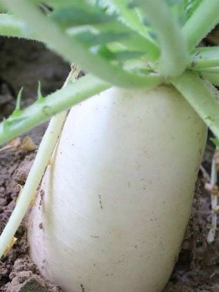 Summer-Autumn White Jade Radish