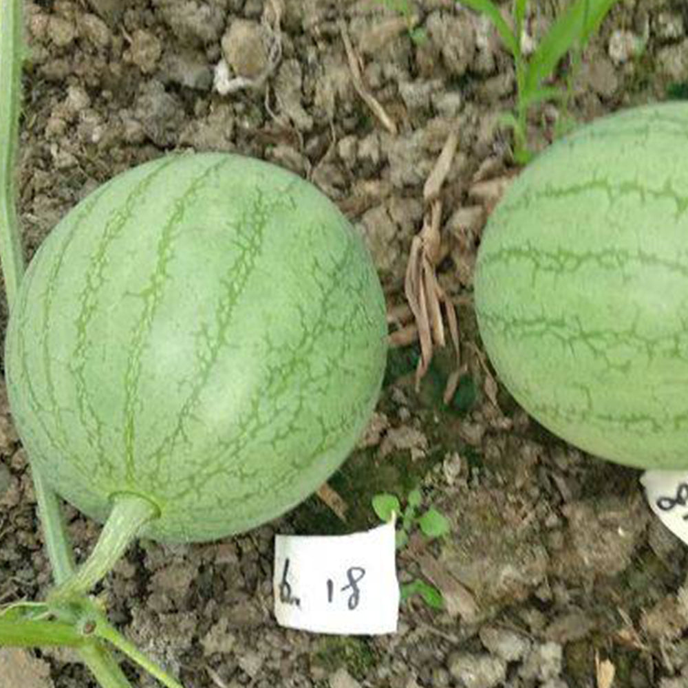 5 Bags (20 Seeds / Bag) of 'Xiaolan Peeling' Series Watermelon Seeds