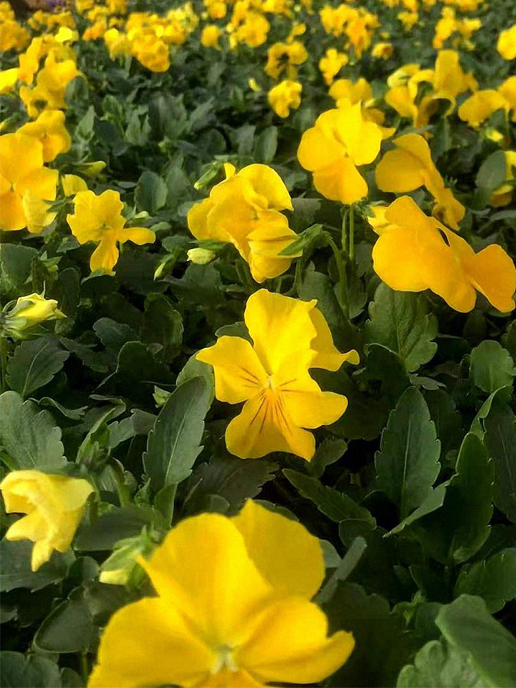 Super Bingo Series Yellow Pansy (Viola × wittrockiana)